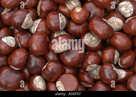 Comune di ippocastano (Aesculus hippocastanum) frutti maturi Foto Stock