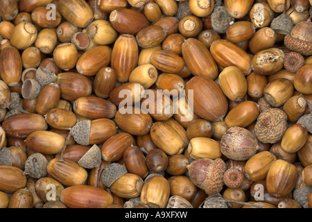 Rovere (Quercus spec.), raccolto ghiande di specie differenti Foto Stock