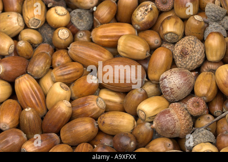 Rovere (Quercus spec.), raccolto ghiande di specie differenti Foto Stock