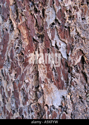 Douglas Fir (Pseudotsuga menziesii), corteccia Foto Stock