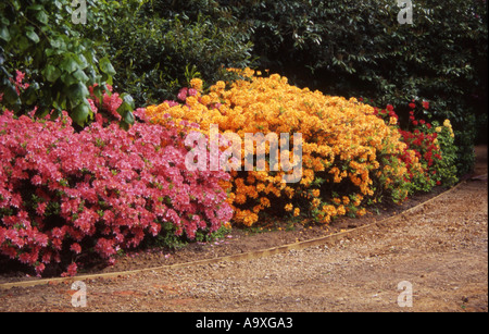 Orticoltura RHODODENDRON AZALEA Foto Stock