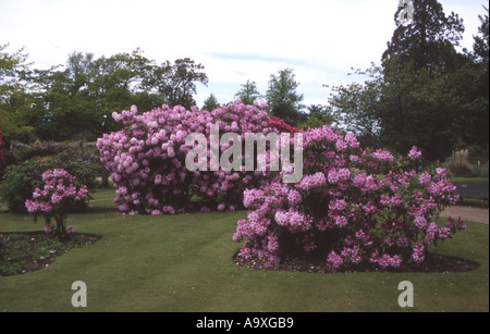 Orticoltura RHODODENDRON ONOREVOLE FURNIVAL Foto Stock