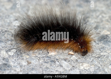 Giardino tiger (Arctia caja), Caterpillar, Austria Foto Stock