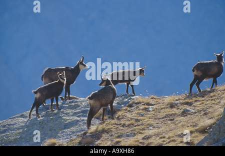 Il camoscio (Rupicapra rupicapra), orgoglio, femmina camosci con youngs in autunno a piedi lungo il crinale, Italia, Gran Paradiso NP, Okt. Foto Stock