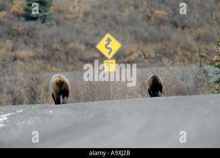 Orso bruno Orso grizzly (Ursus arctos horribilis), femmina portano a piedi con bear cubs su strada, STATI UNITI D'AMERICA, Alaska, Parco Nazionale di Denali Foto Stock
