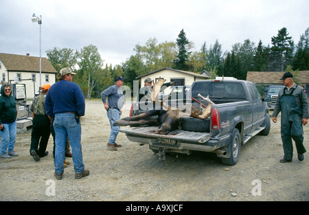 Alci canadesi,alci nordorientale (Alces alces americana, Alces americana), Bull uccisi a stagione di caccia, STATI UNITI D'AMERICA, Maine, Kokadjo, Foto Stock