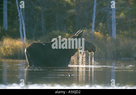 Alci canadesi,alci nordorientale (Alces alces americana, Alces americana), mucca alci alimentazione di piante acquatiche, STATI UNITI D'AMERICA, Maine, Baxte Foto Stock