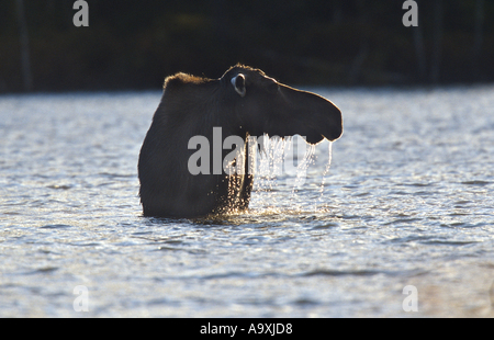 Alci canadesi,alci nordorientale (Alces alces americana, Alces americana), mucca alci alimentazione di piante acquatiche, STATI UNITI D'AMERICA, Maine, Baxte Foto Stock