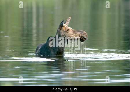 Alci canadesi, alci nordorientale (Alces alces americana, Alces americana), mucca alci alimentazione di piante acquatiche, STATI UNITI D'AMERICA, Maine, Baxt Foto Stock