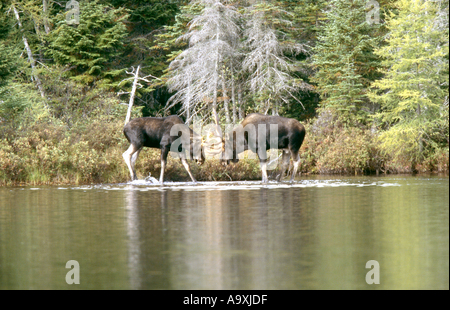 Alci canadesi, alci nordorientale (Alces alces americana, Alces americana), due tori giocare combattimenti, STATI UNITI D'AMERICA, Maine, Baxter membro Foto Stock