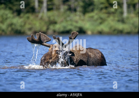 Alci canadesi, alci nordorientale (Alces alces americana, Alces americana), mucca alci alimentazione di piante acquatiche, STATI UNITI D'AMERICA, Maine, Baxt Foto Stock