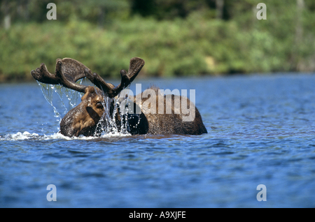 Alci canadesi, alci nordorientale (Alces alces americana, Alces americana), Bull moose alimentazione di piante acquatiche, STATI UNITI D'AMERICA, Maine, Bax Foto Stock