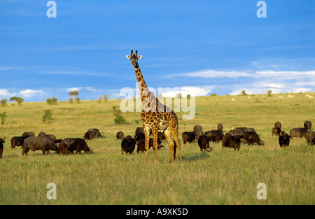 Masai giraffe (Giraffa camelopardalis tippelskirchi), la giraffa e la mandria di bufali, Kenia Masai Mara National Park Foto Stock