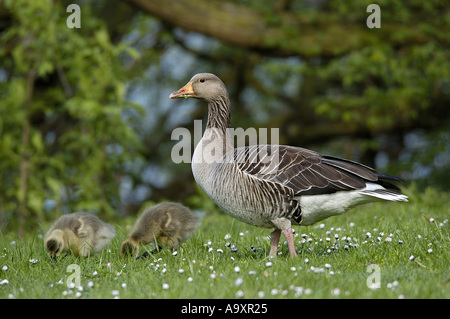 Graylag goose (Anser anser), uccello adulto con due giovani, Germania Nord Hesse, Kassel. Foto Stock