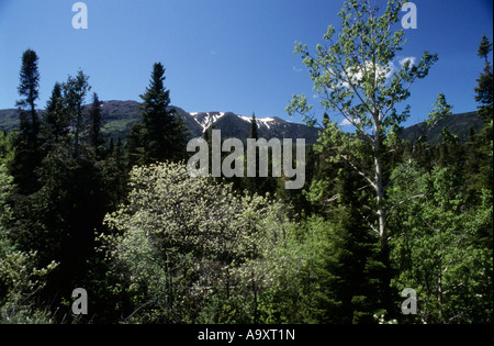 Mont Albert Gaspe parco nazionale Gaspesie Québec Canada Foto Stock