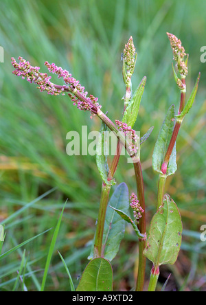 Del fratello di rabarbaro (Rumex alpinus), la fioritura. Foto Stock