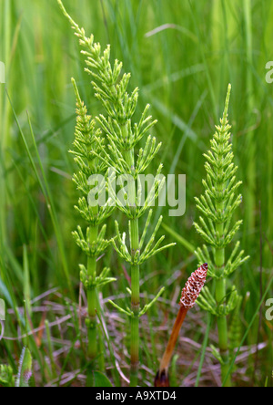 Campo equiseto (Equisetum arvense), fertile e i cavoli vegetativa Foto Stock