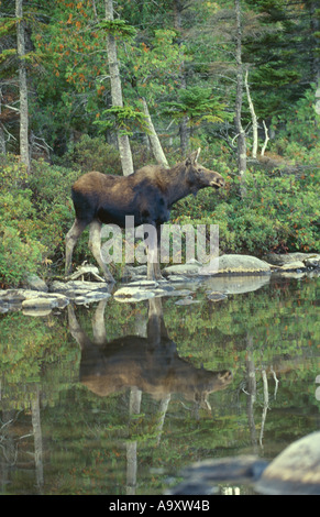 Alci canadesi,alci nordorientale (Alces americana), alci bull sta in piedi in un lago, con riflessione nel lago, STATI UNITI D'AMERICA, Maine, B Foto Stock