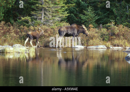 Alci canadesi, alci nordorientale (Alces americana), alci vitello seguendo la sua madre alla riva del lago, USA, Maine, Baxter membro P Foto Stock