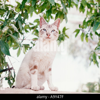 White tabby cat sat da alberi Foto Stock