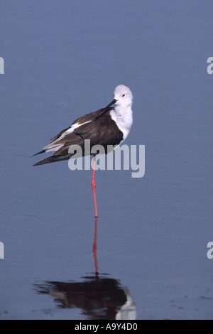 Black winged stilt Himantopus himantopus riflessa in acqua blu in piedi su una gamba Foto Stock