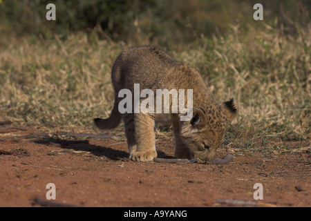 Lion cub indagando su un bastone - Africa del Sud Foto Stock