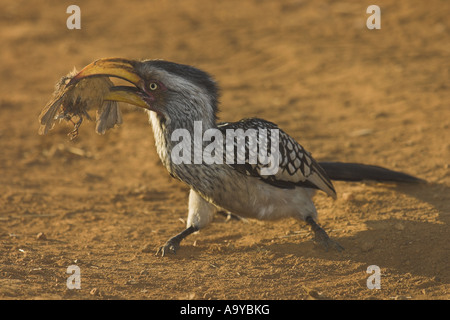 Giallo hornbill con la preda (uccello) - Africa del Sud Foto Stock