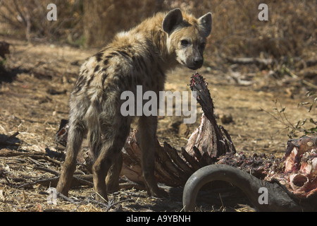 Spotted hyena alimentazione su una carcassa di buffalo - Africa del Sud Foto Stock
