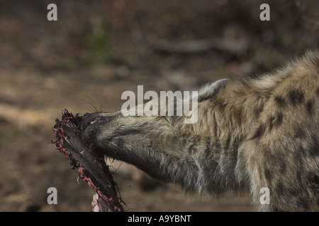 Spotted hyena alimentazione su una carcassa di buffalo - Africa del Sud Foto Stock