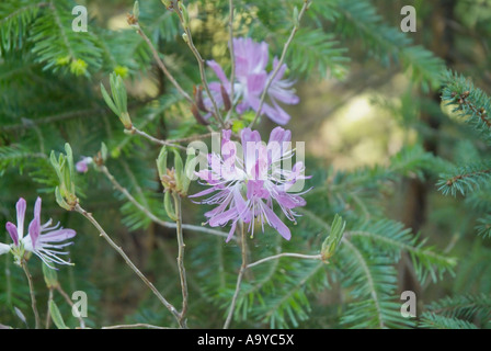 Rhodora- Rhododendron canadense- durante i mesi primaverili sul lato di Meader Ridge Trail Foto Stock