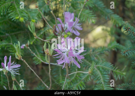 Rhodora- Rhododendron canadense- durante i mesi primaverili sul lato di Meader Ridge Trail Foto Stock