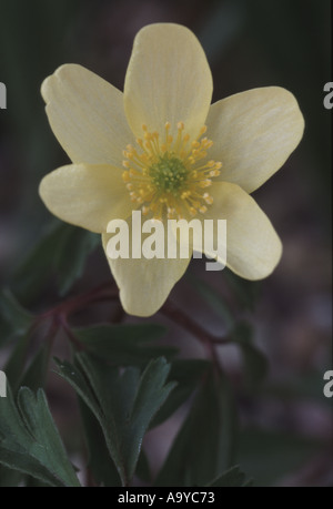 Anemone lipsiensis x. Windflower Foto Stock