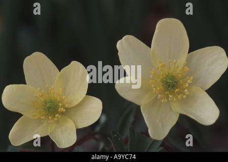 Anemone lipsiensis x. Windflower Foto Stock