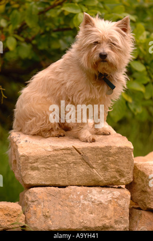 Un CAIRN TERRIER dog sitter su un COTSWOLD muro di pietra Maggio 2005 Foto Stock