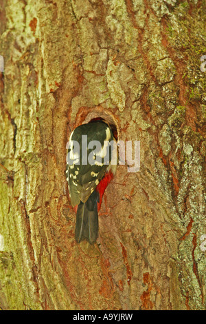 Picchio rosso maggiore (Dendrocopos major) in corrispondenza di un foro di allevamento Foto Stock