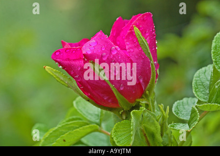 La rosa canina (Rosa Rugosa) Foto Stock