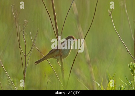 Marsh trillo (Acrocephalus palustris) Foto Stock