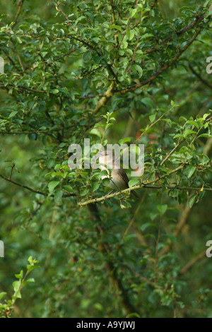 Marsh trillo (Acrocephalus palustris) Foto Stock