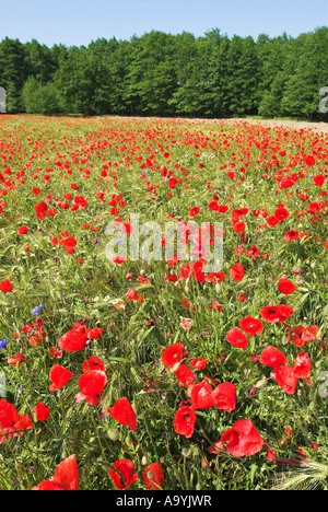 Mais campo di papavero sulla penisola Lieper Winkel, isola di Usedom, Meclemburgo-Pomerania, Germania, Europa Foto Stock