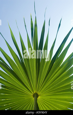 Foglia di Palma Foto Stock