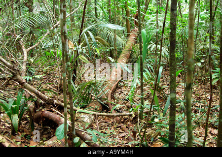 Nella foresta pluviale tropicale, fiume del Amazon bassin, Brasile Foto Stock