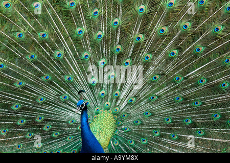 Peacock, Maschio Peafowl indiano, Peafowl blu, Pavo cristatus Foto Stock