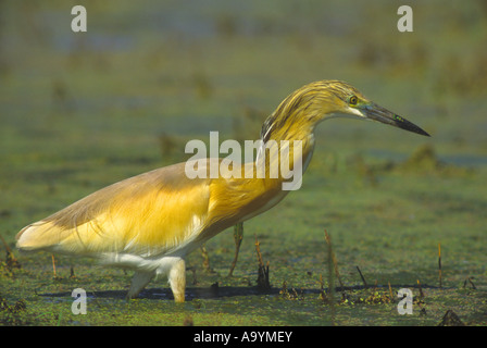 Sgarza ciuffetto (Ardeola ralloides) foraggio, Hortobagy-Lakes, Ungheria Foto Stock