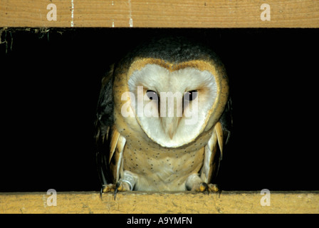 Il barbagianni (Tyto alba) al granaio Foto Stock