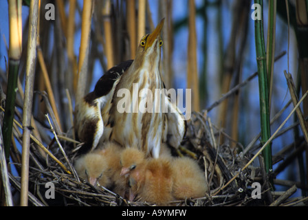 (Ixobrychus minutus) famiglia ardeidi Hortobagy-laghi, Ungheria Foto Stock