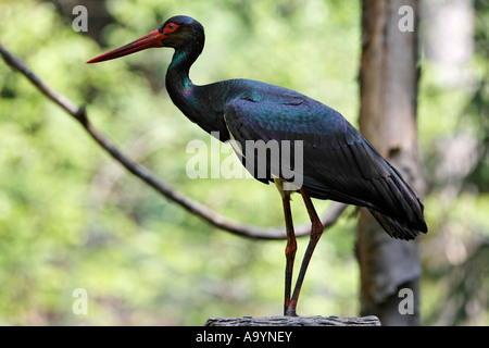 Cicogna Nera, Ciconia nigra, Baviera Germania Foto Stock