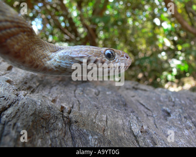 FORSTEN'S CAT SNAKE Boiga forsteni. Leggermente velenosa, comune. Un gatto grande serpente che trascorre la giornata nascosto in alberi. Goa, India Foto Stock