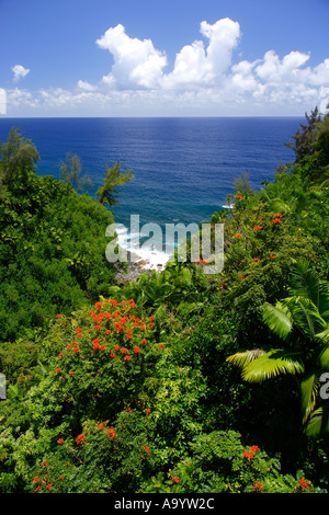 tropical jungle near Hilo Hawaii big island Stock Photo