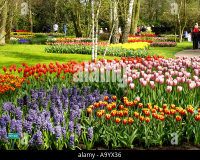 Giardini Keukenhof in Lisse Paesi Bassi Foto Stock