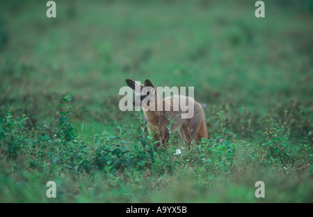 Bat eared Fox Otocyon megalotis Foto Stock